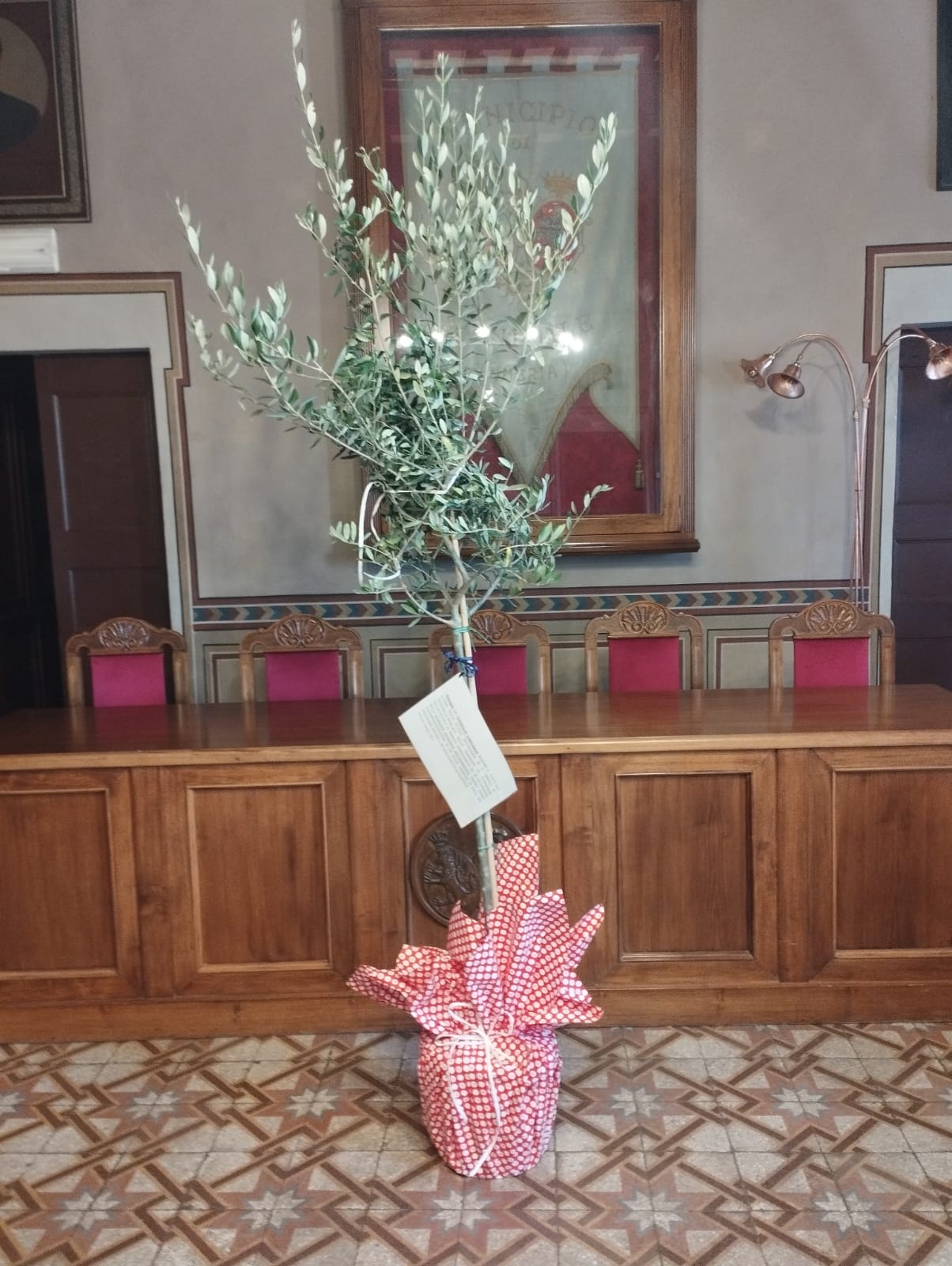 L'albero di olivo donato