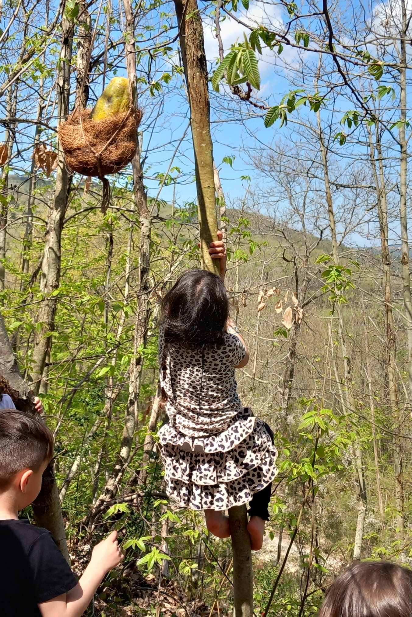 Una alunna si arrampica su un albero