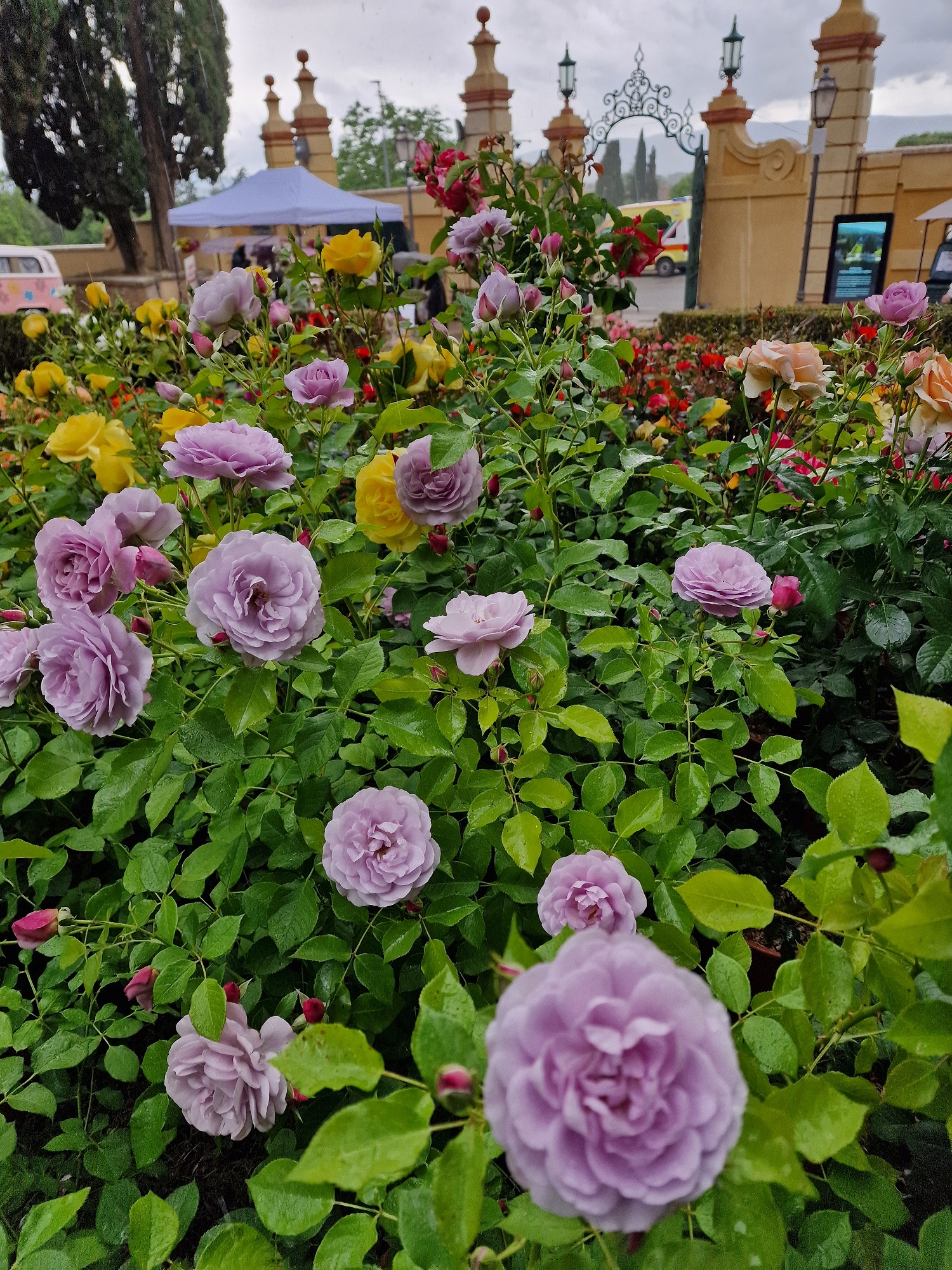 Esposizione di rose all'ingresso della Villa
